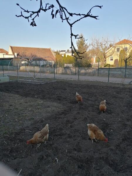 slepice na zahrádce