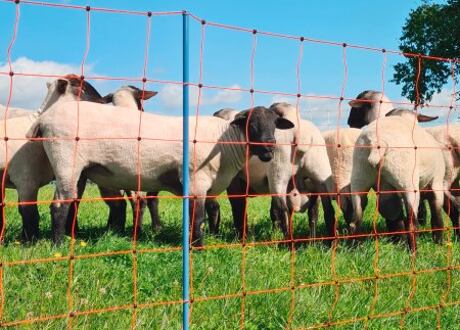 Elektrické ohradníky pro hospodářská zvířata