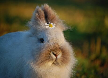 Jak dlouho žijí králíci?