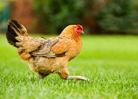 9 faktů a zajímavostí o slepicích, které možná neznáte