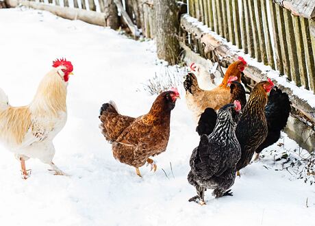 Chov slepic v zimě – zateplení kurníku