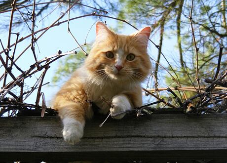 Jaro a mrouskání koček