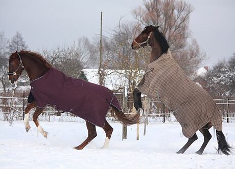 Jak vybrat zimní deku pro koně