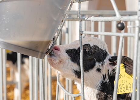 MilkBar: Klíč ke zdraví a pohodě telat