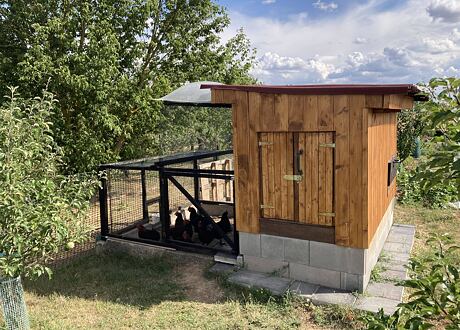 Chov slepic pro úplné začátečníky