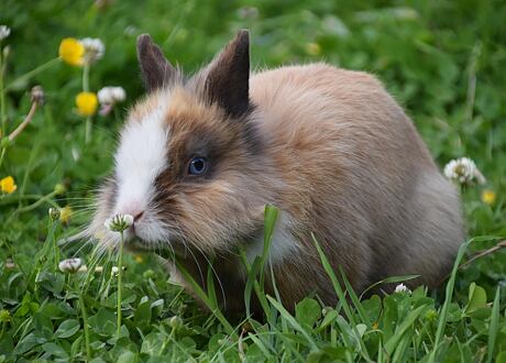 Krmení králíků: Kompletní průvodce výživou od A do Z