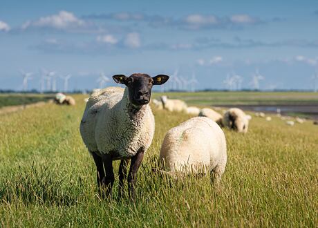 Gyere és építs velünk kerítéshálót juhoknak és kecskéknek - gyakorlatias, lépésről lépésre útmutató