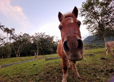 Kůň ve stresu – jak s ním pracovat a jak úzkostným stavům předcházet?