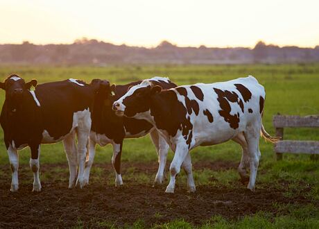 Efektivní hubení much