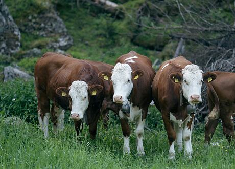 Kráva zblízka: Fascinující život obyčejného zvířete