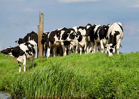 Felkészülés a legeltetési szezonra: Hogyan biztosítható a biztonságos és zökkenőmentes tavaszkezdet?