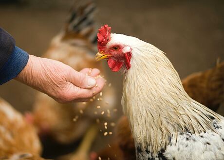 Jaké vitamíny a minerály pro zdraví drůbeže?