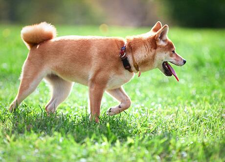 Ohradníky pro psy, kočky a králíky