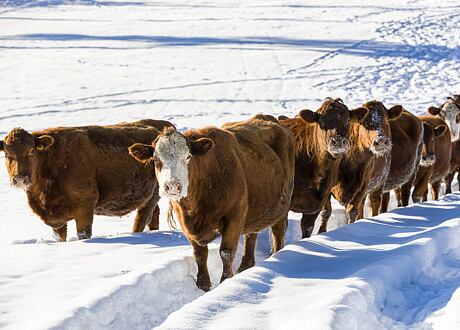 Chladné dny na pastvě: Nezámrzné napájení, přístřešky a podpora imunity zvířat