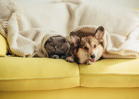 Na kterého veterináře se obrátit? Seznam doporučených veterinárních služeb