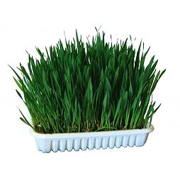 Tráva pro hlodavce, osivo k pěstování, 100 g