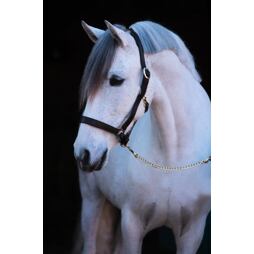 Ohlávka kožená Covalliero Eco, černá