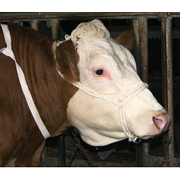 Vazák sisal s dvojitým kroužkem, 7x35