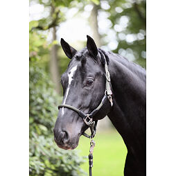 Ohlávka nylonová Covalliero Cordano, khaki