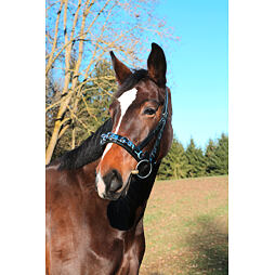 Uzdečka kombinovaná s obnoskem Covalliero Exclusive, černá, vel. Cob