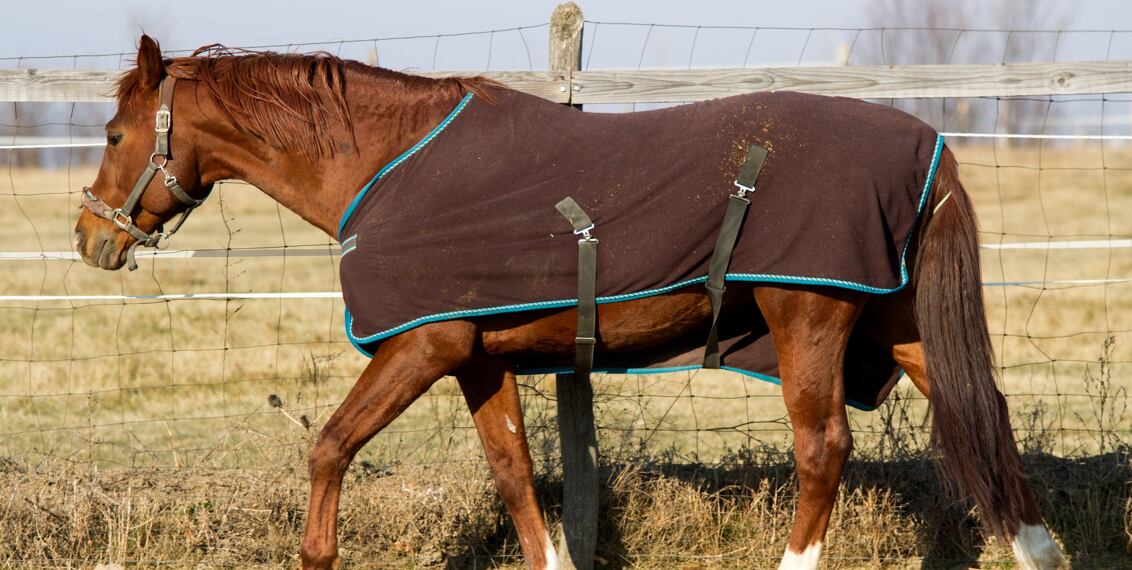 Jak chránit hospodářská zvířata před hmyzem?