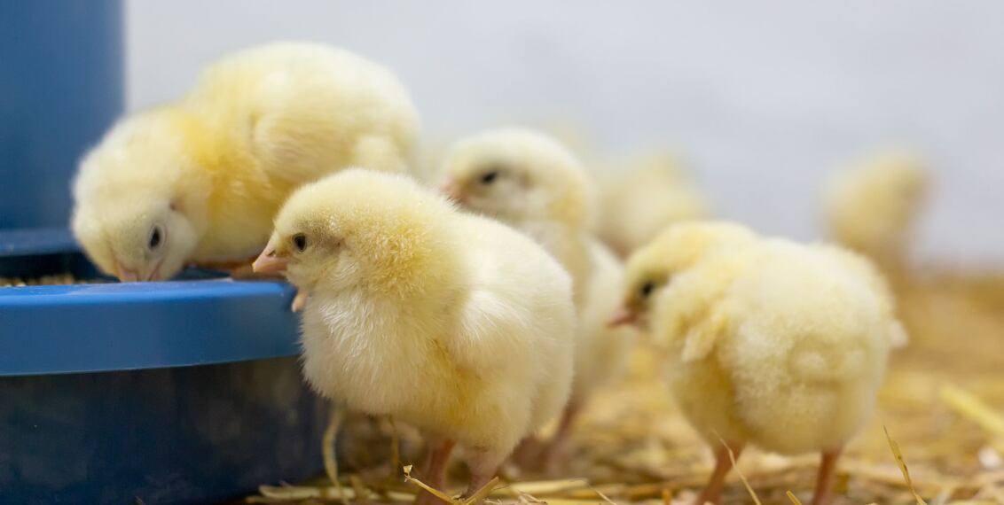 Výživa mláďat po odstavu – jak odchovat zdravá mláďata?