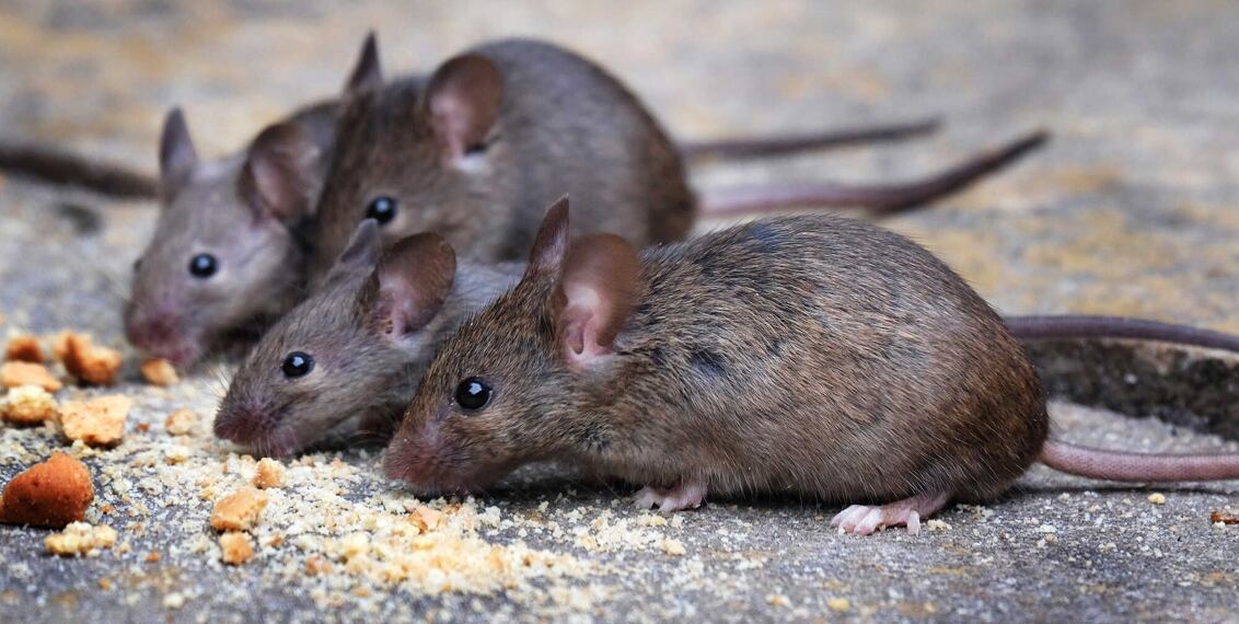 Deratizace hlodavců ve stájích