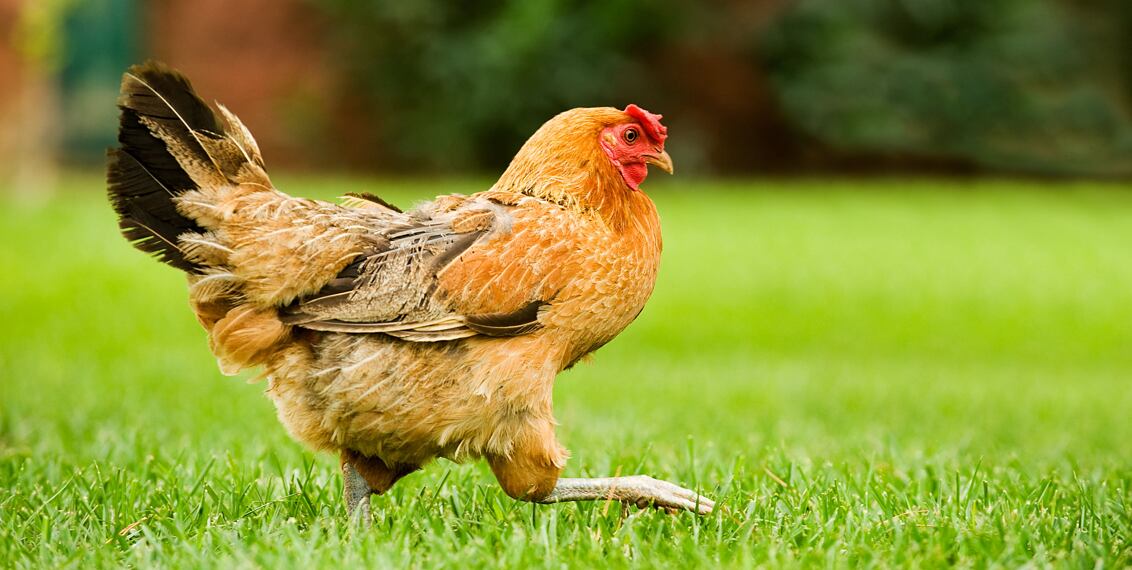 9 faktů a zajímavostí o slepicích, které možná neznáte