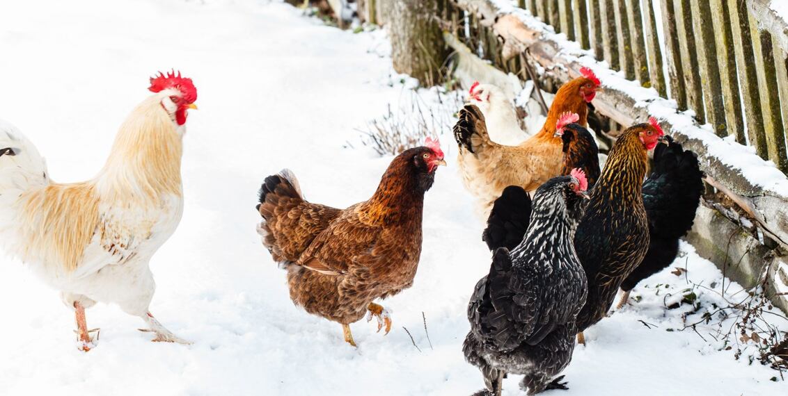 Chov slepic v zimě – zateplení kurníku