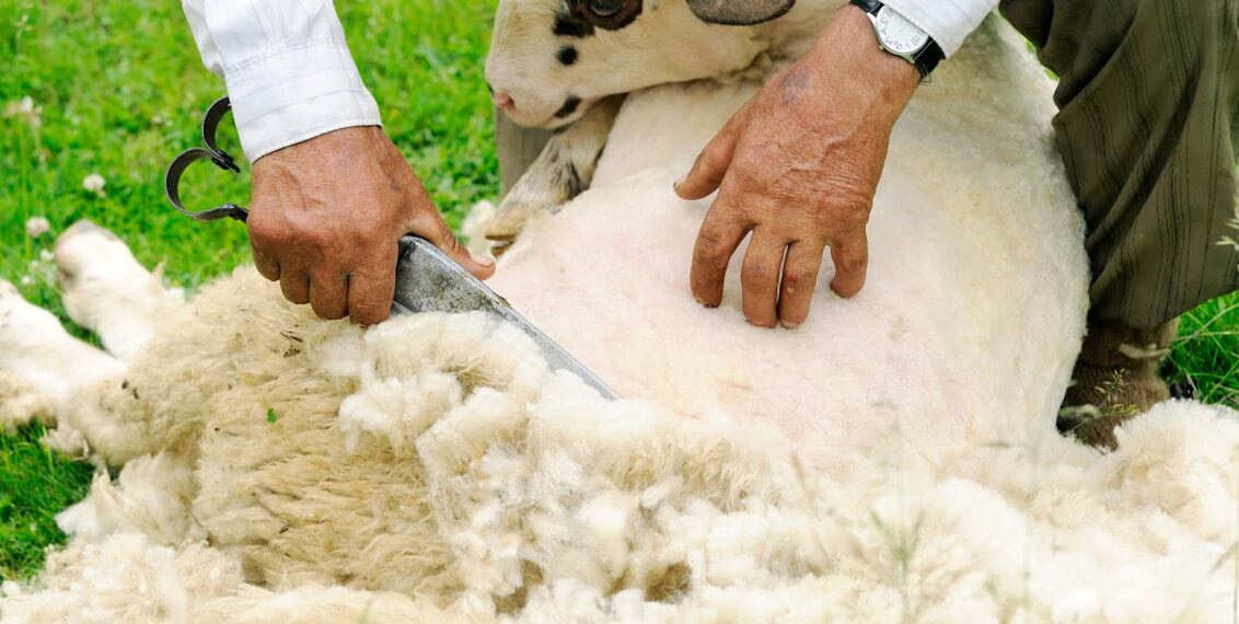 Jak na stříhání ovcí