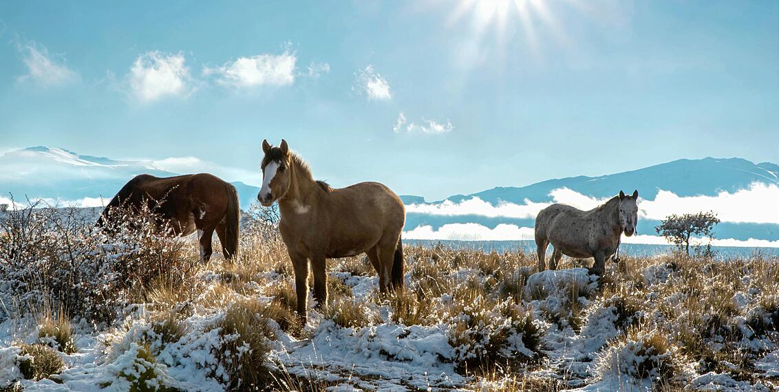 Podpora imunity koní v zimě