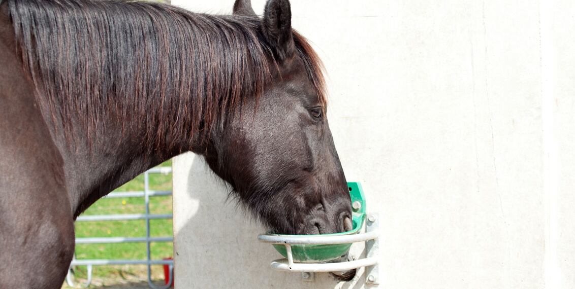Vyhřívané a míčové napáječky - průvodce výběrem