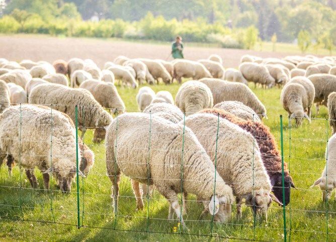 Elektrické ohradníky pro ovce a kozy