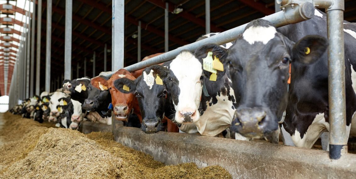 Stop šíření virového onemocnění