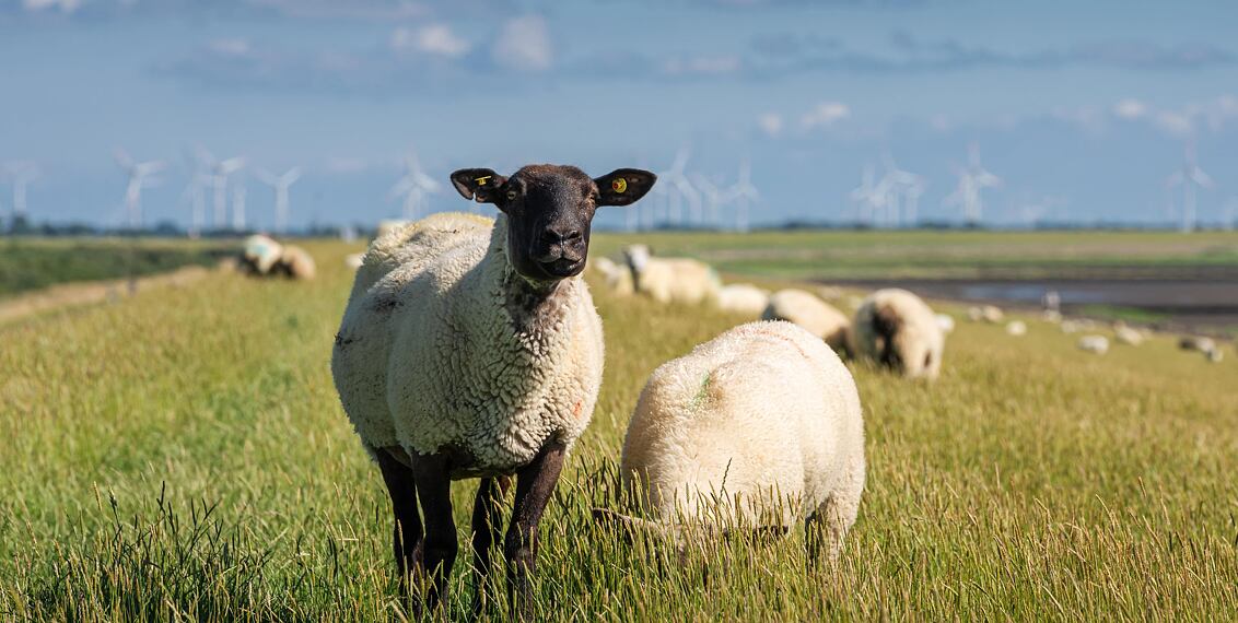 Gyere és építs velünk kerítéshálót juhoknak és kecskéknek - gyakorlatias, lépésről lépésre útmutató