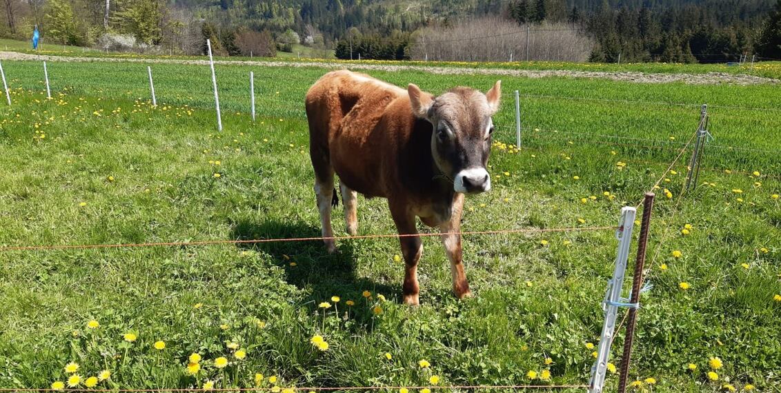 Elektrické ohradníky pro skot