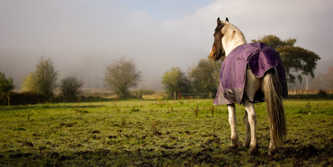 Elektrické ohradníky pro koně