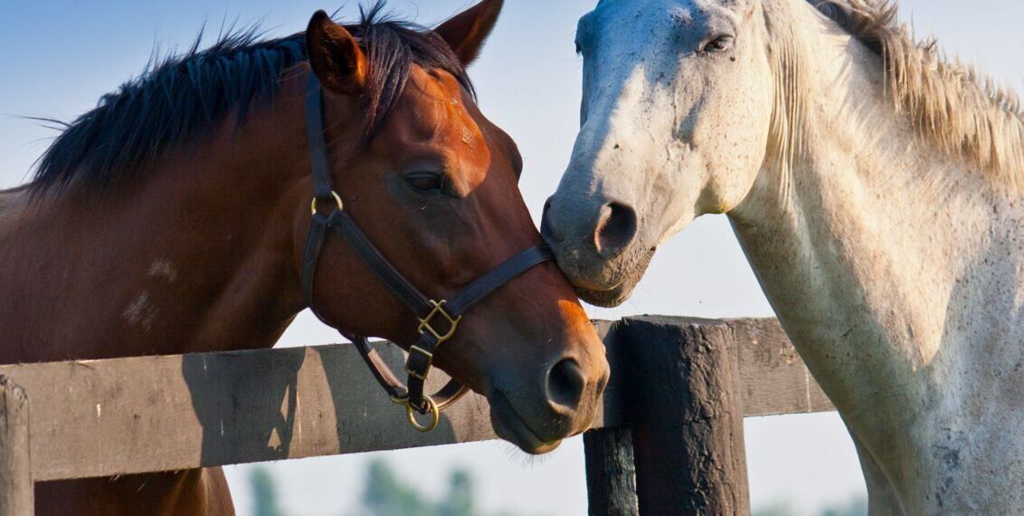 Jak postupovat při stříhání koní?