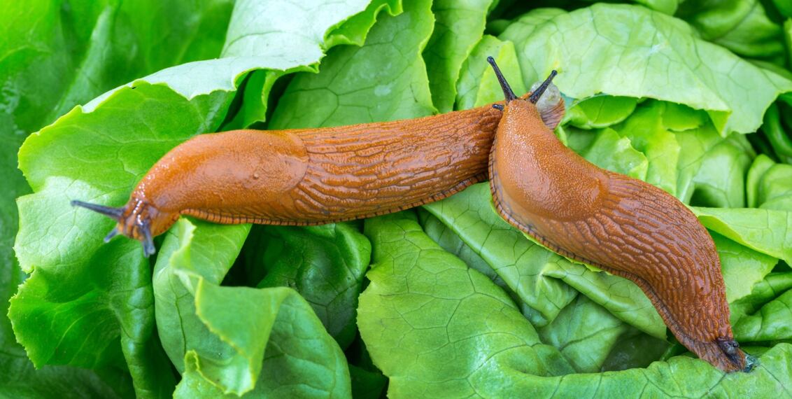 Jak vyzrát na slimáky