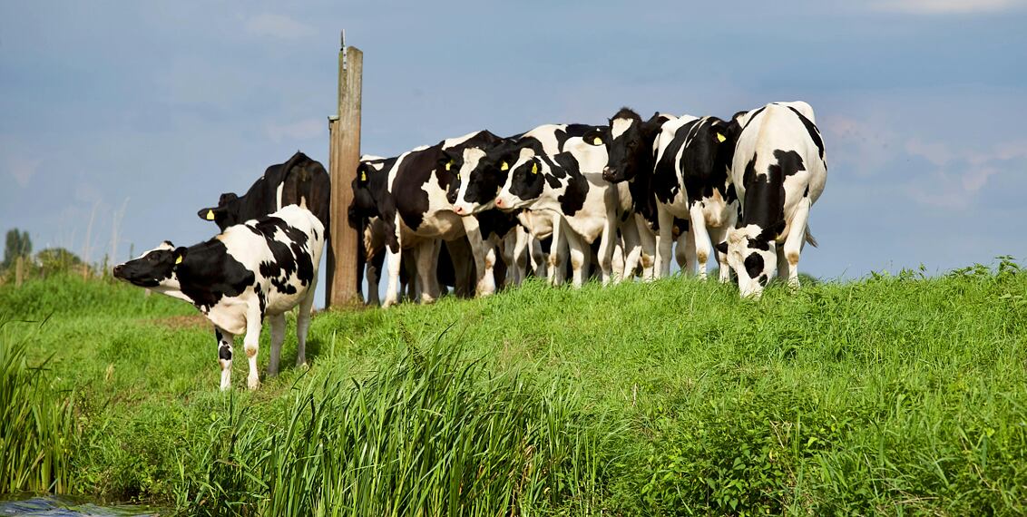 Felkészülés a legeltetési szezonra: Hogyan biztosítható a biztonságos és zökkenőmentes tavaszkezdet?