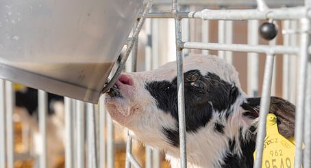 MilkBar: Klíč ke zdraví a pohodě telat