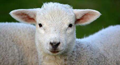 Bahnění ovcí: na co se připravit a proč je toto období rozhodující