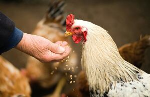 Vše o krmení slepic