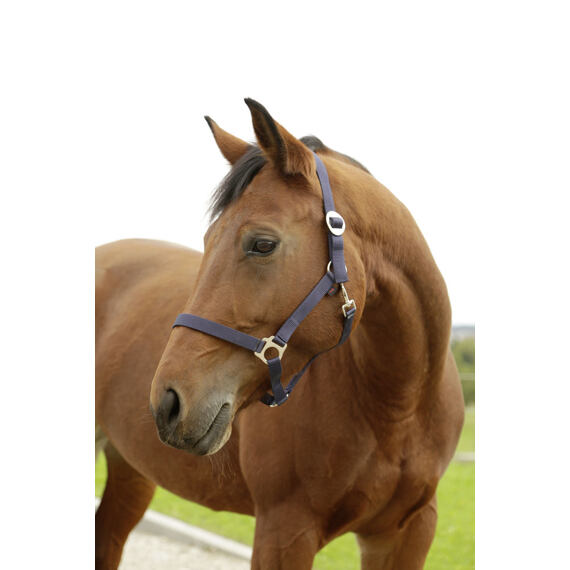 Covalliero Hippo nylon kötőfék, kék
