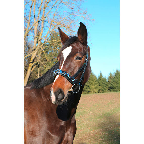 Uzdečka kombinovaná s obnoskem Covalliero Exclusive, černá, vel. Cob